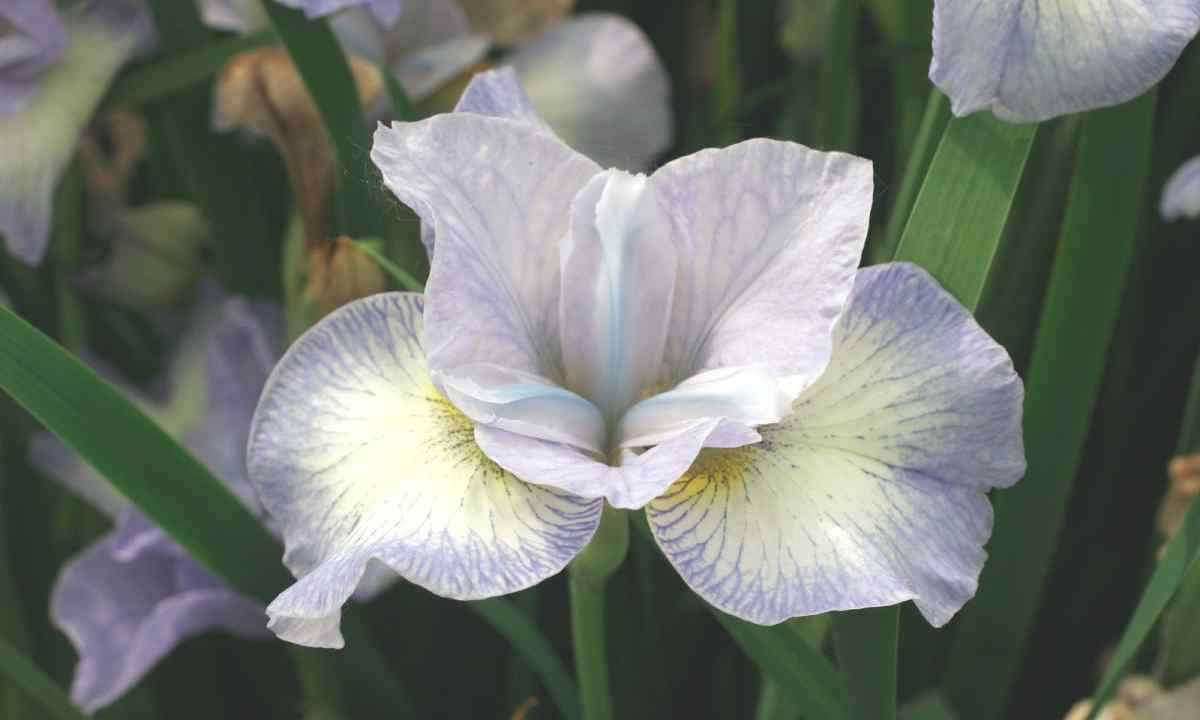 Siberian iris: general description, conditions of cultivation and application
